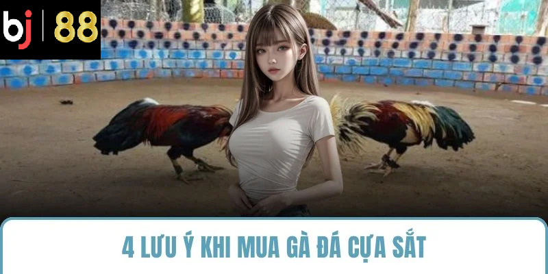 4 lưu ý khi mua gà đá cựa sắt