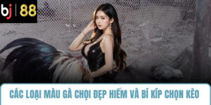 các loại màu gà chọi