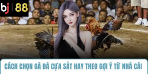 cách chọn gà đá cựa sắt hay