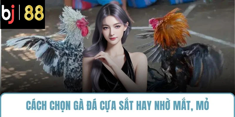 Cách chọn gà đá cựa sắt hay nhờ mắt, mỏ