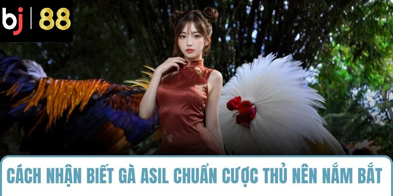 cách nhận biết gà asil