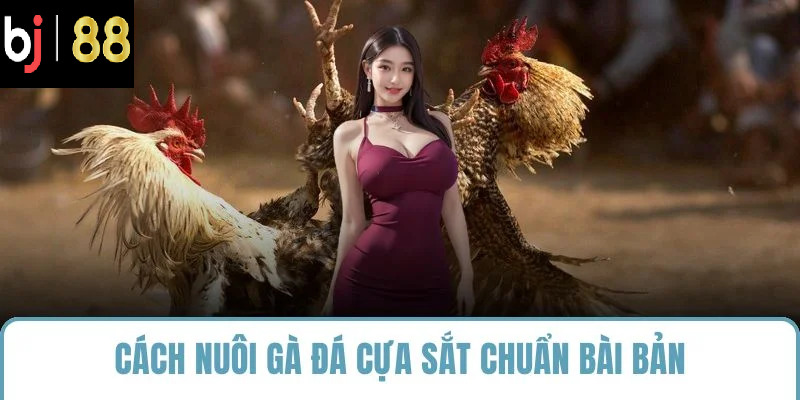 cách nuôi gà đá cựa sắt