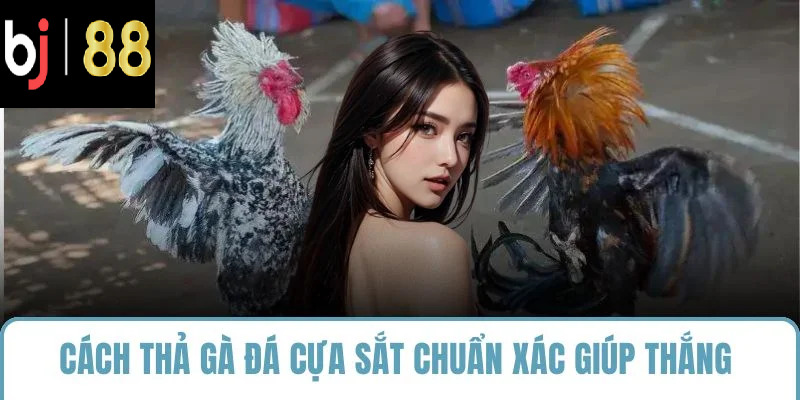 cách thả gà đá cựa sắt