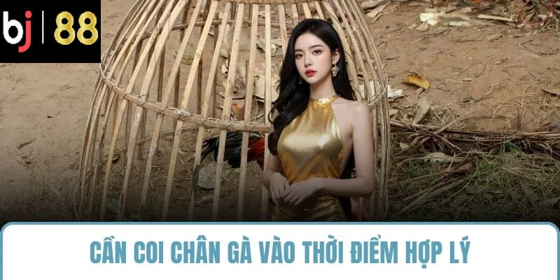 Cần coi chân gà vào thời điểm hợp lý