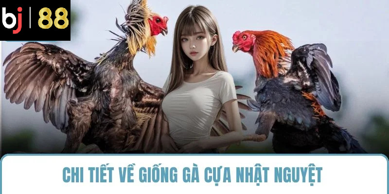Chi tiết về giống gà cựa nhật nguyệt