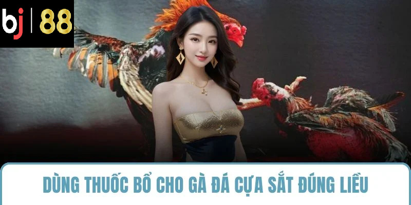 Dùng thuốc bổ cho gà đá cựa sắt đúng liều