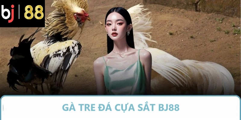 gà tre đá cựa sắt