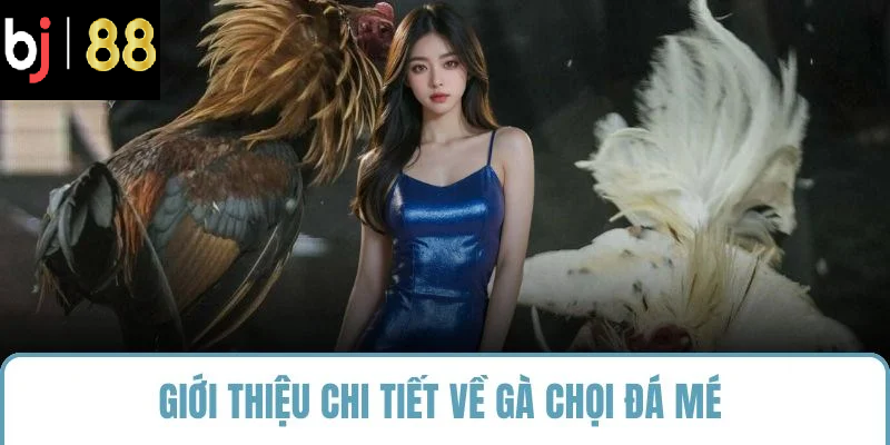 Giới thiệu chi tiết về gà chọi đá mé