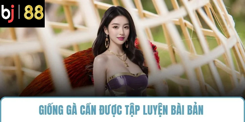 Giống gà cần được tập luyện bài bản