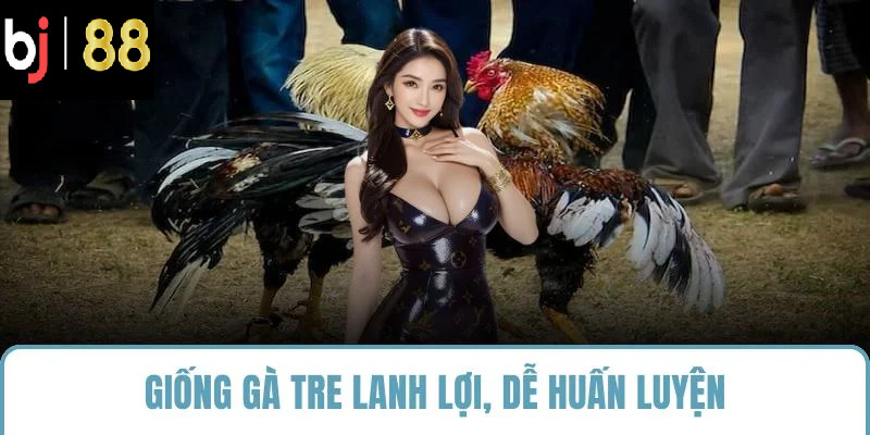 Giống gà tre lanh lợi, dễ huấn luyện