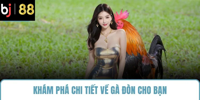 Khám phá chi tiết về gà đòn cho bạn