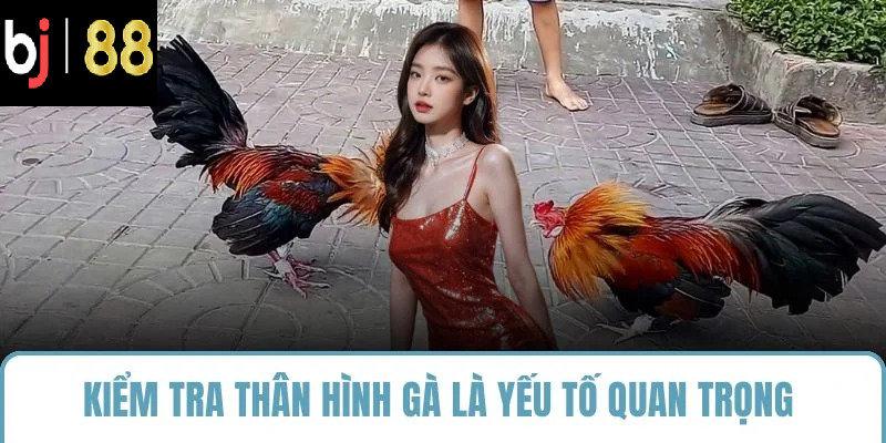 Kiểm tra thân hình gà là yếu tố quan trọng