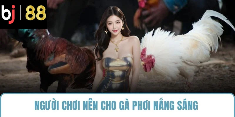 Người chơi nên cho gà phơi nắng sáng