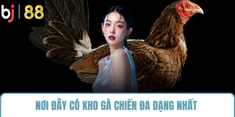 Nơi đây có kho gà chiến đa dạng nhất