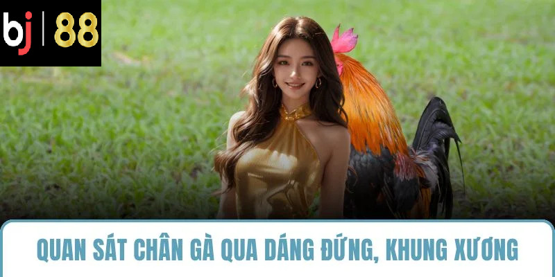 Quan sát chân gà qua dáng đứng, khung xương