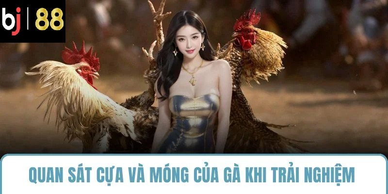 Quan sát cựa và móng của gà khi trải nghiệm