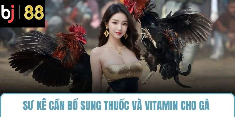 Sư kê cần bổ sung thuốc và vitamin cho gà