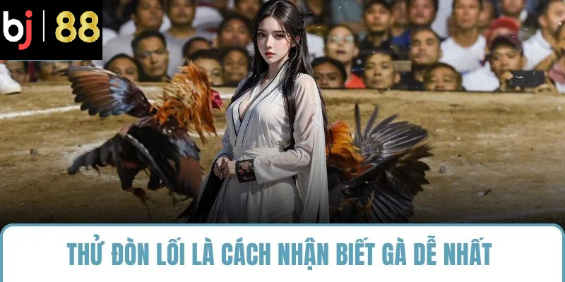 Thử đòn lối là cách nhận biết gà dễ nhất