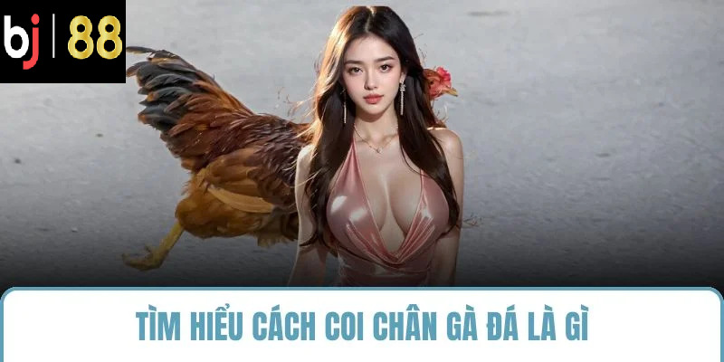 Tìm hiểu cách coi chân gà đá là gì