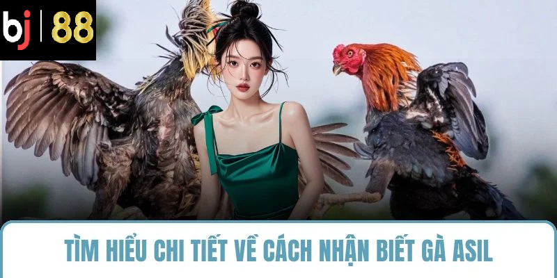 Tìm hiểu chi tiết về cách nhận biết gà Asil