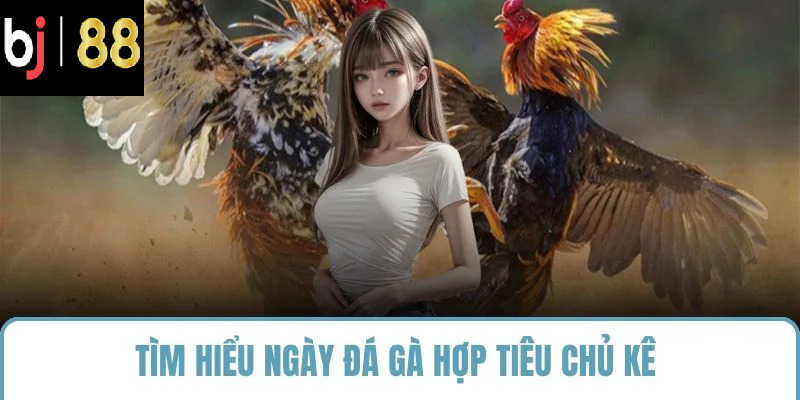 Tìm hiểu ngày đá gà hợp tiêu chủ kê
