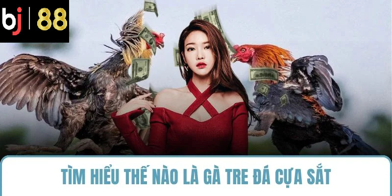 Tìm hiểu thế nào là gà tre đá cựa sắt