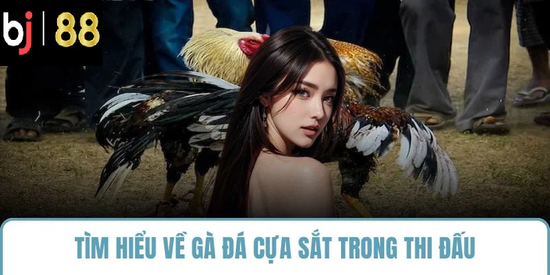 Tìm hiểu về gà đá cựa sắt trong thi đấu