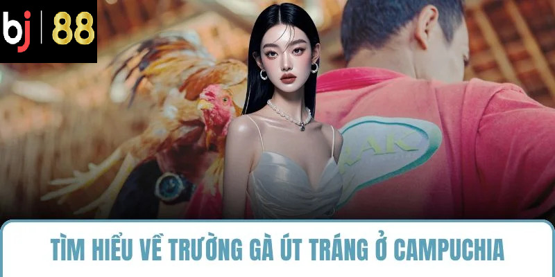Tìm hiểu về trường gà út tráng ở campuchia