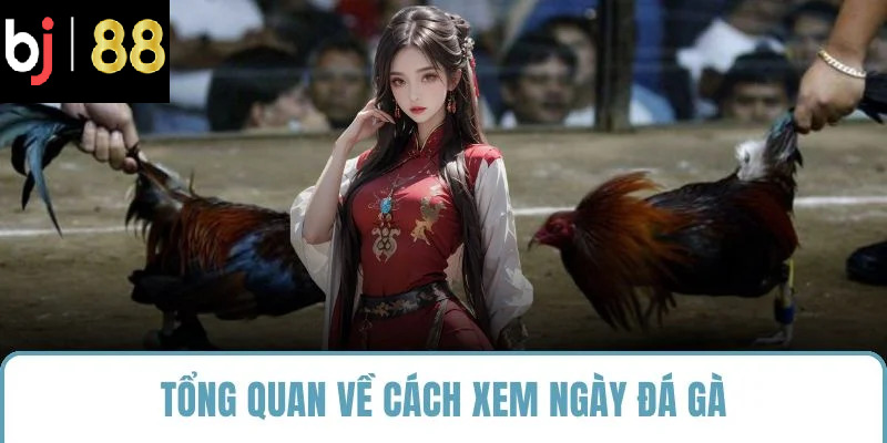 Tổng quan về cách xem ngày đá gà