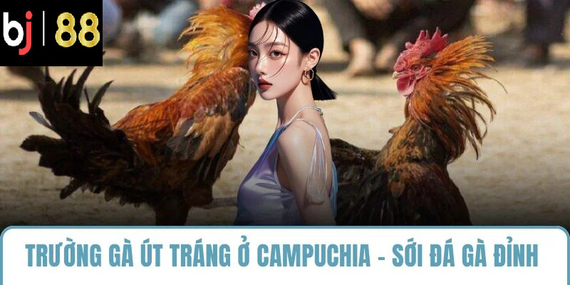 trường gà út tráng ở campuchia