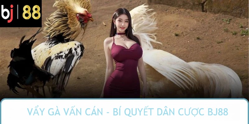 vảy gà vấn cán